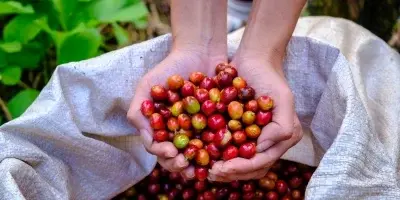 Chuvas no Brasil derrubam em mais de 2% os preços do café arábica no fechamento desta 2ª feira (15)